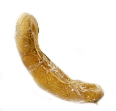 Ataenius heinekeni